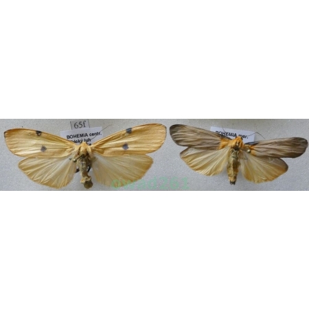 Lithosia quadra (Linnaeus, 1758) pair Porostnica czterokropka Czech65f